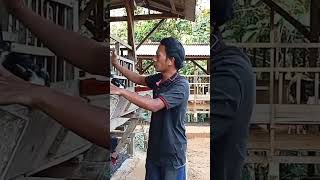 Download lagu Can a Goat Get Pregnant After Forced Mating? mp3