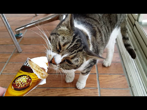 Cute Cat licking ice cream