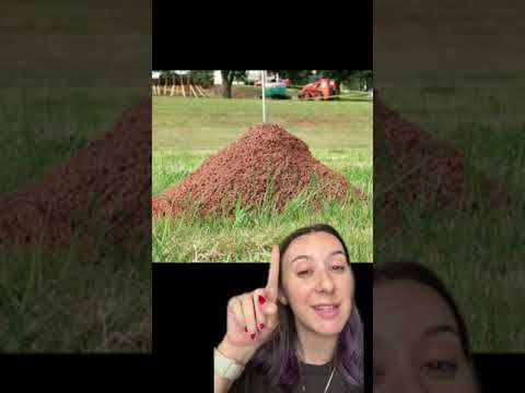 Fire Ant Mound or Regular Ant Mound? We'll help you tell the difference 🐜