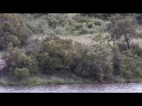 Djuma Private Game Reserve Live Stream