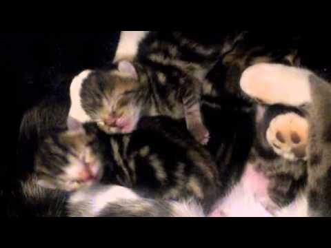 CAT BIRTH VIDEO (Graphic) !!! What to expect