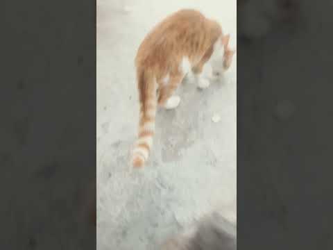 ١٨ سبتمبر ٢٠٢٤