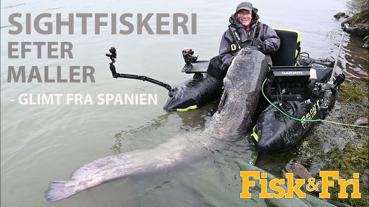 NY VIDEO: SIGHTFISHING EFTER MALLER – GLIMT FRA SPANIEN