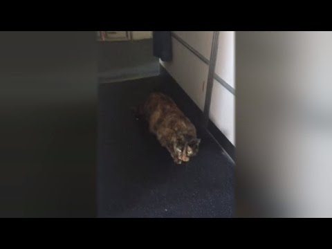 Flight Attendant Loses It After Cat Escapes And Saunters Around Plane
