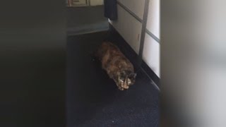 Flight Attendant Loses It After Cat Escapes And Saunters Around Plane