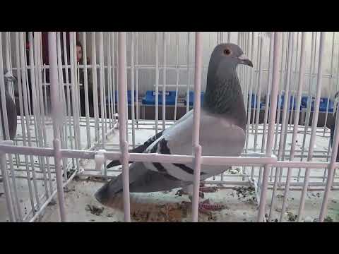 UCPR Romania expo columbofila zona de Sud Buftea AS Maraton Maturi 15 ianuarie 2022