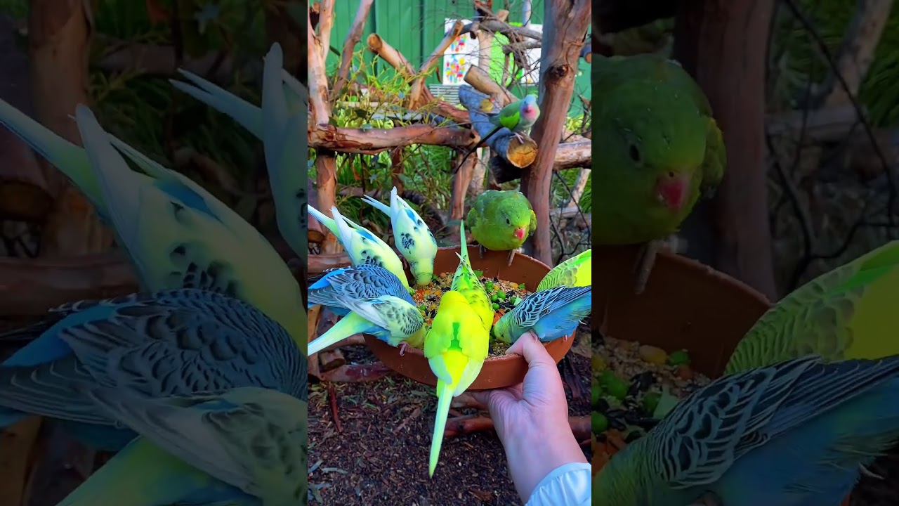 YouTube Short thumbnail