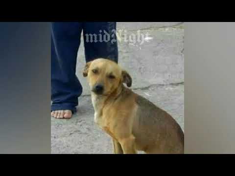 𝘼𝙫𝙞𝙣𝙚 𝙚 𝙈𝙖𝙩𝙝𝙚𝙪𝙨 𝙁𝙚𝙧𝙣𝙖𝙣𝙙𝙚𝙨 - Coração Cachorro [𝖒𝖎𝖉𝖓𝖎𝖌𝖍𝖙] 𝙎𝙡𝙤𝙬𝙚𝙙