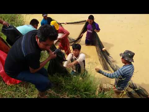 Cultivo de Arapaima gigas "Paiche". El grande de la Amazonía Peruana