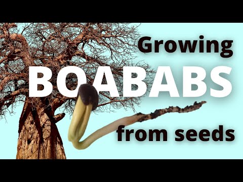 How to Grow Baobab from Seed Quick and Easy