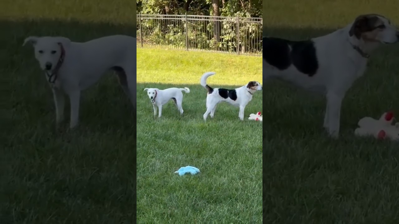 Billy, an adoptable mixed breed in London, ON video 6/6