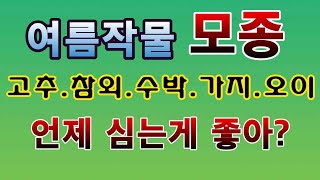[텃밭농부.984]  모종을 언제 심는것이 좋은가? #모종심기 적기