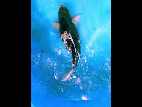 carpe koi doitsu budo goromo ref 72