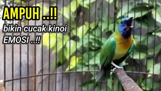 Download lagu tembakan cucak kinoi gacor AMPUH untuk pancingan mp3
