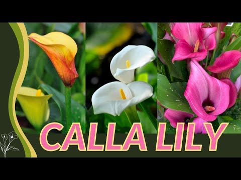 , title : 'The Beginner's Guide to Calla Lily! (Zantedeschia aethiopica) "Arum Lily" 💐💐💐'