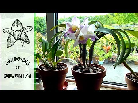 Kitchen Windowsill Orchid Update - root tips, humidity & buds