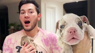 Convincing THIS YouTuber To Adopt My Blind Rescue Puppies!