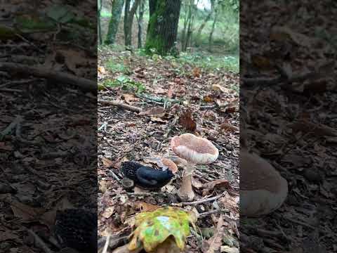 A slug snacking on mushrooms 🍄