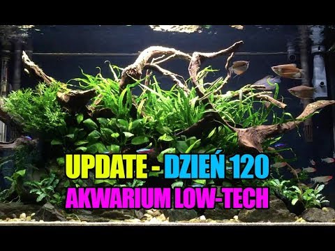 (8) Glossy 200 - Dzień 120 - Akwarium Low-Tech