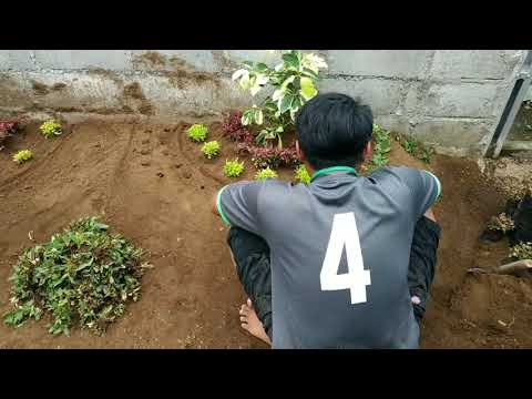 download lagu mp3 mp4 Tips Membuat Taman Sederhana, download lagu Tips Membuat Taman Sederhana gratis, unduh video klip Tips Membuat Taman Sederhana