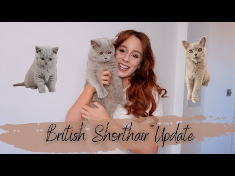 British Shorthair Kitten Update - 1 Year On | Feeding Routine | 1st Birthday | BSH Cat Cuddles