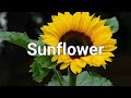Sunflowers - They turn towards each other to share their energy