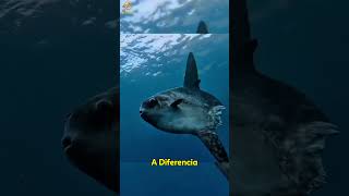 El pez que no siente dolor 😱🐟