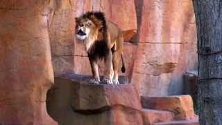 preview picture of video 'Lion Roars At Brookfield Zoo'