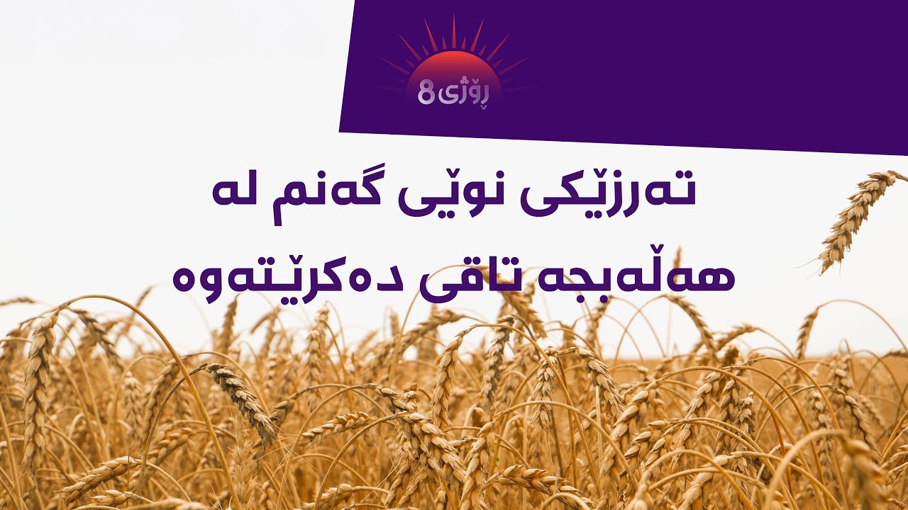 ڤیدیۆ | ڕۆژی8 - تەرزێکی نوێی گەنم لە هەڵەبجە تاقی دەکرێتەوە