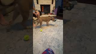 Video preview image #1 Mutt Puppy For Sale in The Woodlands, TX, USA