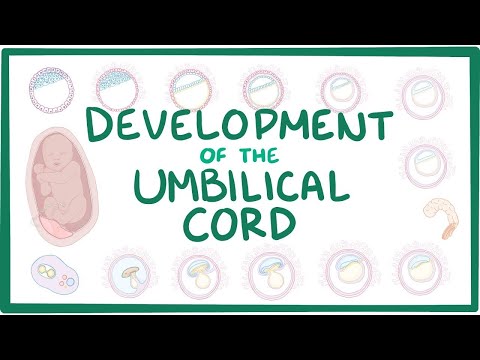 Development of the umbilical cord