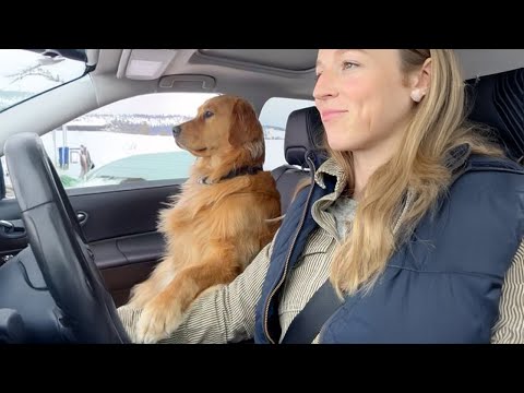 Quand on vit avec un chien qui a un QI de 200