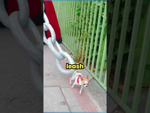 Don't Drop Your Dogs Leash 🐕