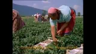 Land of Roses - Bulgaria in 1960