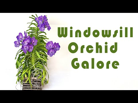 Windowsill Orchids in Bloom in Autumn & Winter 2021