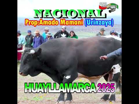 HUAYLLAMARCA 2025 -"Tigre - Nacional". #shortsviral #shorts  #almaproduccionesbolivia #tradiciones