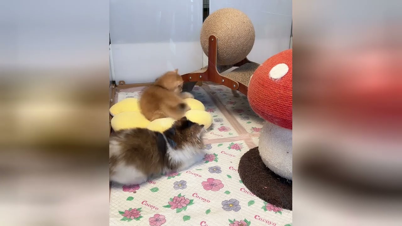 ふわふわの魔法に、今日も助けられた。