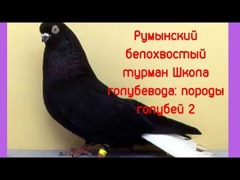 Румынский белохвостый турман Школа голубевода Породы ч 2