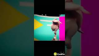 Download lagu Video lucu daging ayam joget yang bikin ketawa😂 mp3