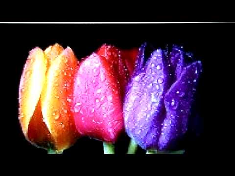 Această dragoste - poezie de Jacques Prevert