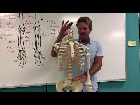 The major bones of the body