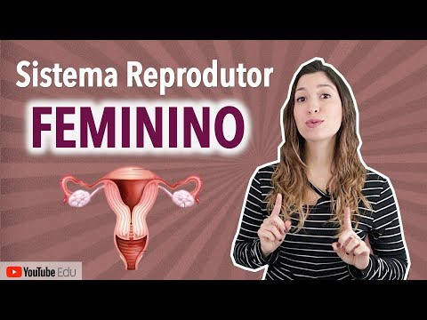 Female Reproductive System | Anatomy etc