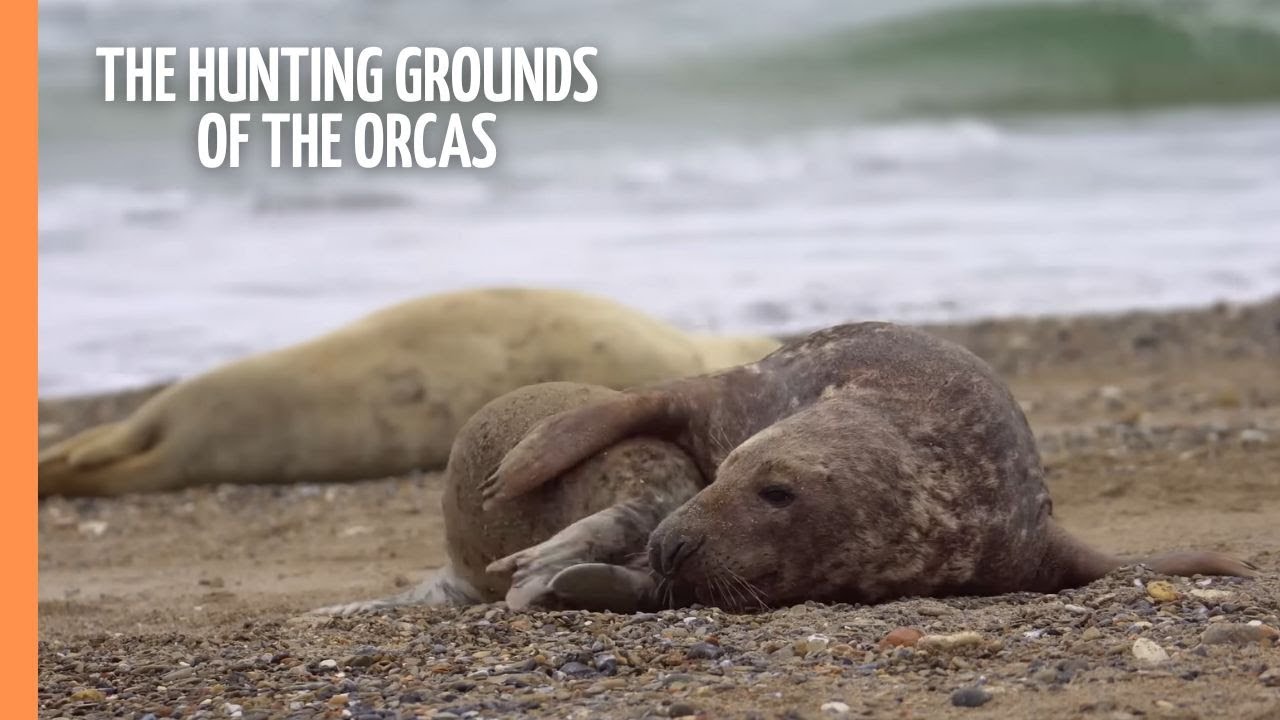 Skagerrak: The hunting grounds of the Orcas | Full Documentary
