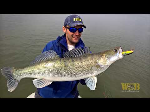 Pescuit la rapitori cu WSB pe Sacosu Turcesc