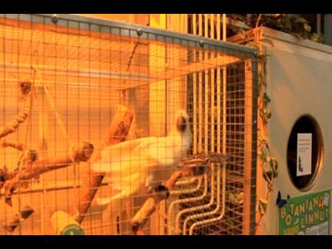 Sagvan Töfi - Houpavé rytmy Oslí zácpy - animal friendly music