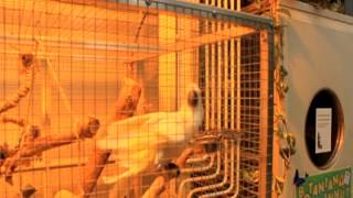 Video Houpavé rytmy Oslí zácpy - animal friendly music