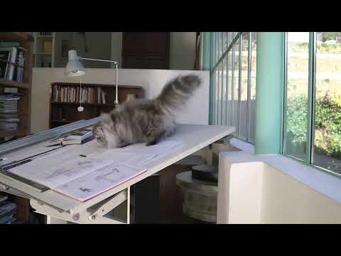 Royal Canin video - Persian Cat