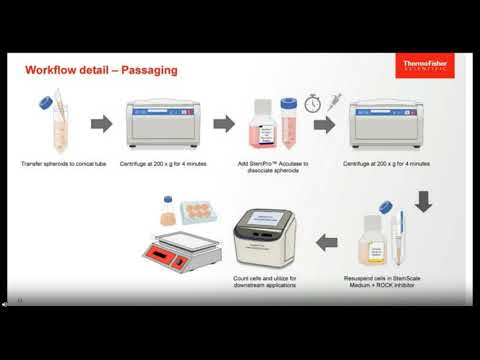 Use of a New 3D Pluripotent Stem Cell Suspension Culture Medium for Rapid Scale Up...