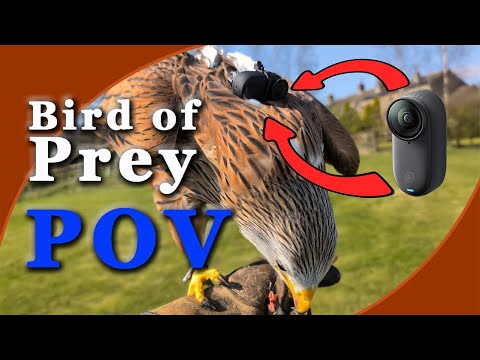 Birds Eye View: Red Kite vs Peregrine Falcon