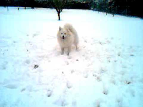 Daisy si užívá koulovačku na sněhu v březnu .. ( Velký bílý špic )